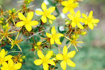 Image showing flowers of St.-John's wort