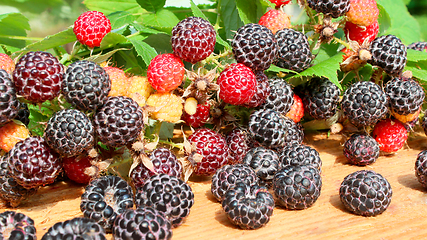 Image showing black raspberry fruits