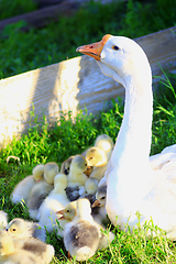 Image showing goose guards its goslings on the grass