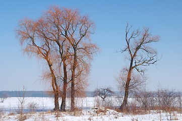 Image showing Winter Scenery