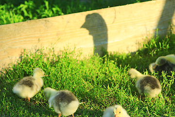 Image showing shadow of goose that guards its goslings