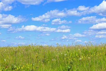 Image showing summer field with grass and blue sky