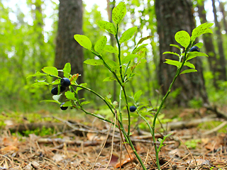 Image showing bilberry-bush with berries in the forest