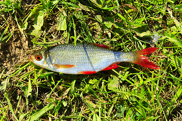 Image showing rudd laying on the grass