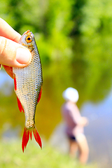 Image showing rudd caught in hand and fisherman in the background