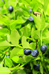 Image showing bilberry on the bush