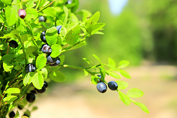 Image showing bilberry-bush with berries in the forest