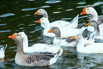 Image showing hatch of white geese swimming on the water