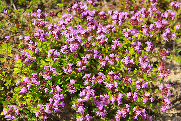 Image showing flowers of Oregano