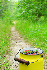 Image showing crop of bilberries and wild strawberries on the forest path