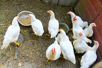 Image showing Hens in the poultry-yard