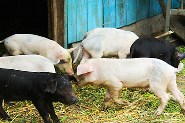 Image showing piglets on a farm