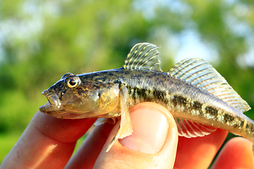 Image showing Gobio gobio in the hand