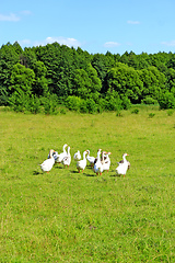 Image showing flight of white geese on the meadow