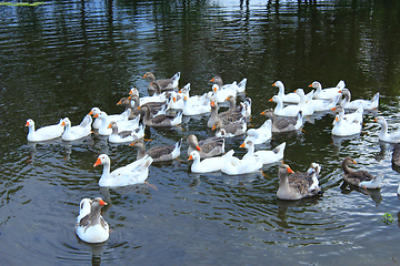 Image showing hatch of white geese swimming on the water