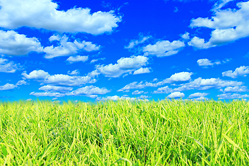 Image showing meadow with green grass and cloudy sky