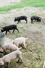 Image showing piglets run jolly on a farm