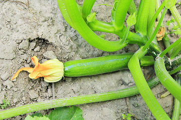 Image showing unripe zucchini in the garden