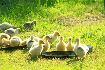 Image showing brood of goslings on the grass