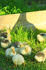 Image showing shadow of goose that guards its goslings