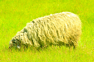 Image showing sheep grazing on the grass