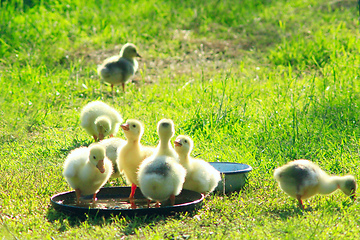 Image showing brood of goslings on the grass