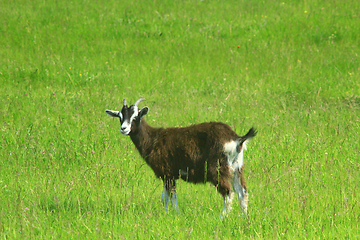 Image showing goat on the pasture