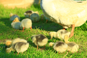 Image showing young goslings with goose