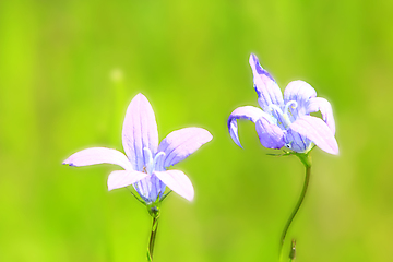 Image showing Campanula patula in the field