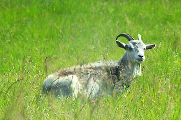 Image showing goat on the pasture