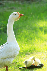 Image showing young goslings with goose