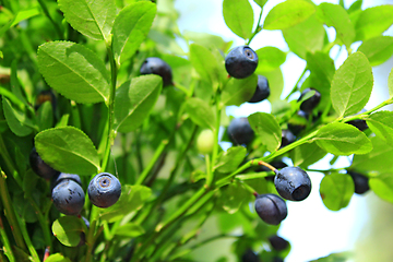 Image showing bilberry on the bush in the forest