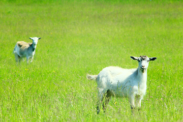 Image showing goats on the pasture