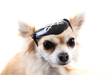 Image showing chihuahua as pirate