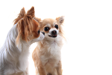 Image showing two chihuahua is resting