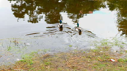 Image showing Ducks on walk floating in the pond water.