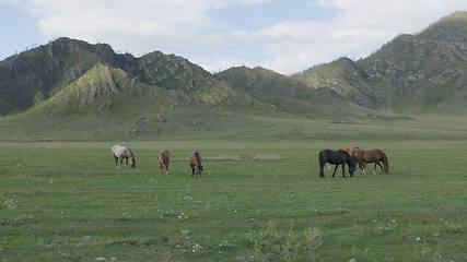 Image showing Horses with foals grazing in a pasture in the Altai Mountains