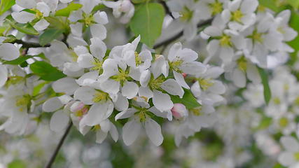 Image showing Garden with blossoming apple trees in spring.