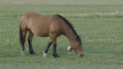 Image showing Horses grazing in a pasture in the Altai Mountains