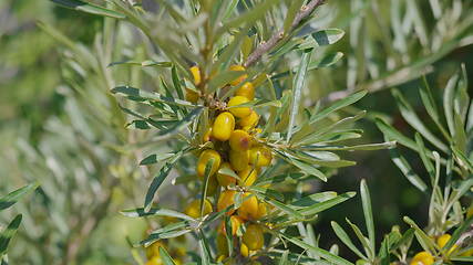 Image showing Sea-buckthorn yellow on the branch tree autumn