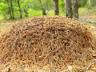 Image showing big ant hill in the forest