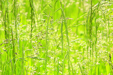 Image showing meadow with green grass