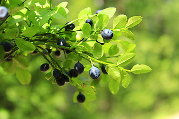 Image showing berries of bilberry in the forest