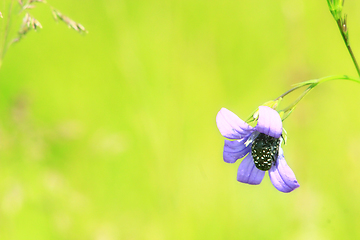 Image showing beetle in flower of Campanula patula