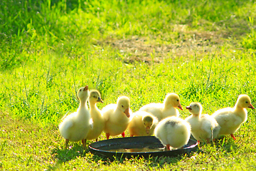 Image showing young goslings drink water from plate on the grass