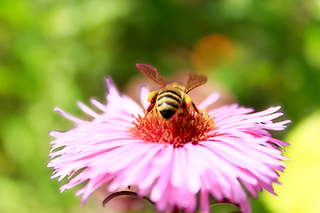 Image showing bee collects nectar on the aster