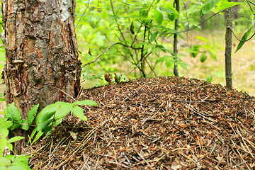 Image showing big ant hill in the forest