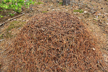 Image showing big ant hill in the forest