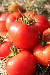 Image showing rich crop of red tomatoes