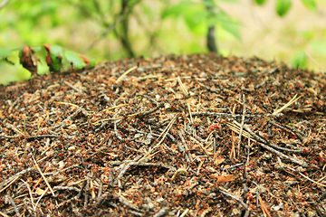 Image showing big ant hill in the forest